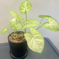 シンゴニウム,シンゴニウム ライム,観葉植物,植え替え,ダイソー産の画像