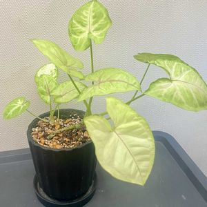 シンゴニウム,シンゴニウム ライム,観葉植物,植え替え,ダイソー産の画像