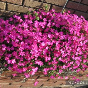 ハナニラ,ナガミヒナゲシ,ユキヤナギ,シダレヤナギ,シレネ ピンクパンサー(シレネ カロリニアナ)の画像