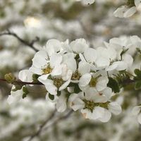 花のある暮らし,広い庭☘️の画像
