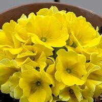 ジュリアン,癒し,花のある暮らし,綺麗,大好きな色の画像