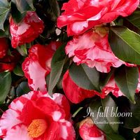 カメリア,満開,花のある暮らし,緑のある暮らし,植物との暮らしの画像