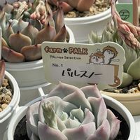 エケベリア,パルスノー,多肉植物,ネコ好き,放置多肉の画像