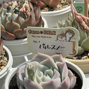 エケベリア,パルスノー,多肉植物,ネコ好き,放置多肉の画像