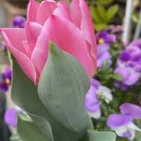 カモミール,カモミール,チューリップ,チューリップ,ブロッコリーの画像