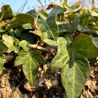 花のある暮らし,季節のお花,我が家のお花,今日のお花,花好きの画像