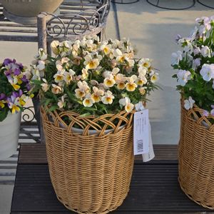 ビオラ,オステオスペルマム,鉢カバーの画像