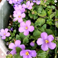 バコパ,切り戻し後,玄関アプローチの画像