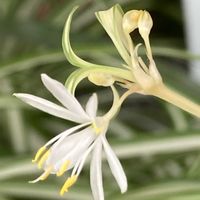 オリヅルラン,北海道,春の訪れ,観葉植物を楽しむ,我が家の室内組の画像