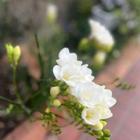 花のある暮らし,緑のある暮らし,小さな幸せ♡,小さな花壇・midori,フリージア・midoriの画像