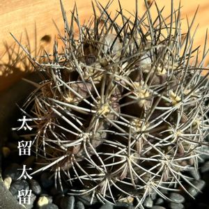 クリスマスローズ,サボテン,ヒューケレラ タペストリー,朝倉山椒,エリオシケ タルタレンシスの画像