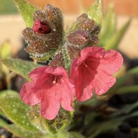 プルモナリア,プルモナリア,ガーデニング,花のある暮らし,ナチュラルスタイルの画像