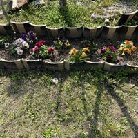 パンジー,花が好き,無農薬❤家庭菜園,野菜が好き,庭の画像