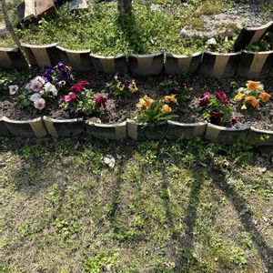 パンジー,花が好き,無農薬❤家庭菜園,野菜が好き,庭の画像