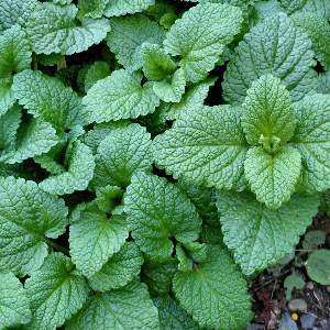 花かんむりの猫