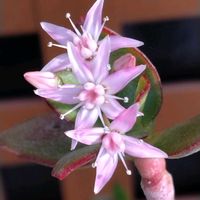 金のなる木の画像