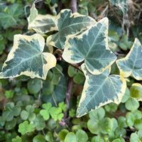 クリスマスローズ,ハナズオウ,アイビー（ヘデラ）,ウラシマソウ,ツタバウンランの画像