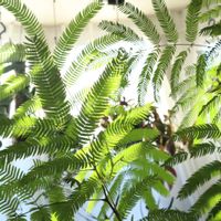 エバーフレッシュ,シュロチク,ポコの見切り品の画像