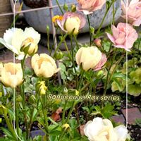 カモミール,チューリップ,フレンチラベンダー,ラナンキュラスラックス,ガーデニングの画像