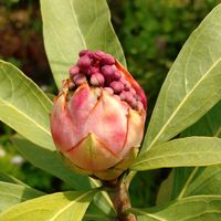 アイビー,アイビー（ヘデラ）,ムサシアブミ,テロペア シェイディレディレッド,椿の画像