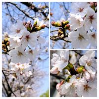 ハナズオウ,ムスカリ,ソメイヨシノ,チーム愛知,すずガーデンの画像