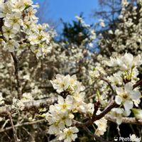 スモモ,スモモ　大石早生,家庭果樹,家庭菜園奮闘日記,チーム岐阜の画像