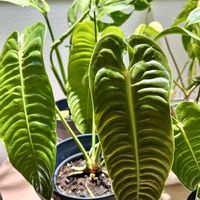 アンスリウム,アンスリウム ベイチー,森林浴,熱帯植物,癒しの空間の画像