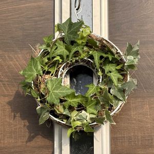 オリーブ,アイビー,ユーカリ,アイビー（ヘデラ）,へデラの画像