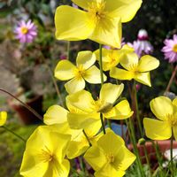 ハナビシソウ,エスコルチア,カリフォルニアポピー,ローレンセラ,ビタミンカラーの画像