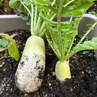 ミニ大根,ビックリグミの花,プランター野菜の画像