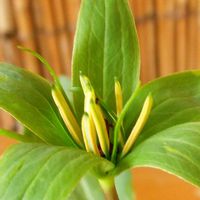 庭木,山野草,収穫,生け花,道の駅の画像