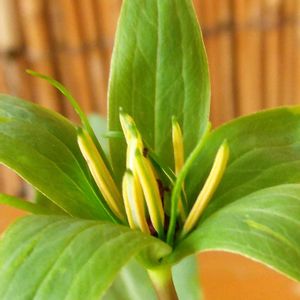 庭木,山野草,収穫,生け花,道の駅の画像