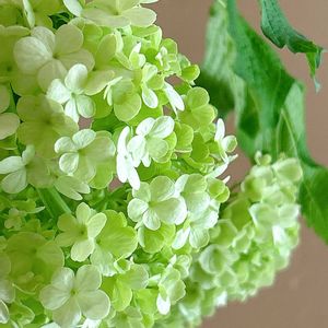 日比谷花壇,花のある暮らし,花のある生活,切り花を楽しむ,ハナノヒの画像