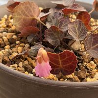 イワウチワ,イワウチワ,八重咲きバイカカラマツ,濃色八重咲バイカカラマツ,山野草の画像