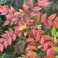 ヒイラギナンテン,ヒイラギナンテンの画像