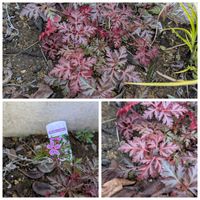 ゲラニウム,ゲラニウム レッドロビン,ガーデニング,カラーリーフ,赤色の画像