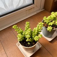 ビアホップ の画像