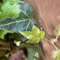 アジアンタム,グリーンネックレス,アイビー（ヘデラ）,ラムズ イヤー,今を生きるの画像