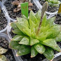 （萌×コンプトピクタ）×エメラルドLED錦,ハオルチア属,多肉ちゃん,ボタニカルライフ,ベランダーの画像