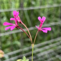 ペラルゴニウム,ペラルゴニウム・パールピンク,原種系,フウロソウ科,パールピンクの画像