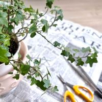 アイビー,アイビー（ヘデラ）,ヘデラ ダックフット,ヘデラ ダックフット,斑入りアイビー(ヘデラ)の画像