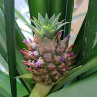 パイナップル,開花,リビング・ダイニングの画像