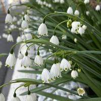 アセビ,アセビ,スノーフレーク,スノーフレーク,トキワマンサクの画像