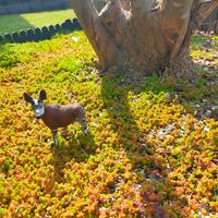 セダム,セダム属,地植えセダムの画像