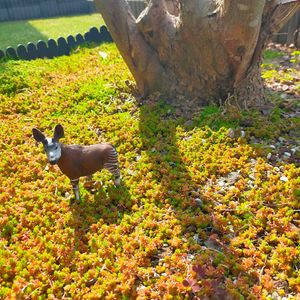 セダム,セダム属,地植えセダムの画像