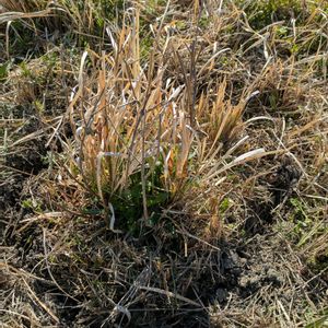 雑草,日記,こぼれ種,自己流,無農薬の画像