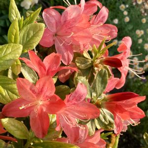 赤い花,癒し,#ガーデニング,エクステリアの画像