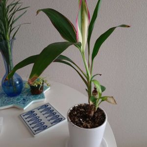 観葉植物,切り花,植え替え,可愛い,花のある暮らしの画像