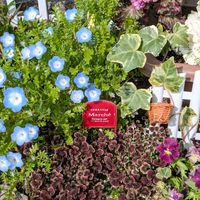 クローバー,ネモフィラ,ノースポール,アイビー（ヘデラ）,我が家の花壇の画像
