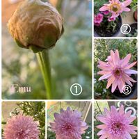 ノースポール,マーガレット,マーガレット,レモン,ヒメツルニチニチソウの画像